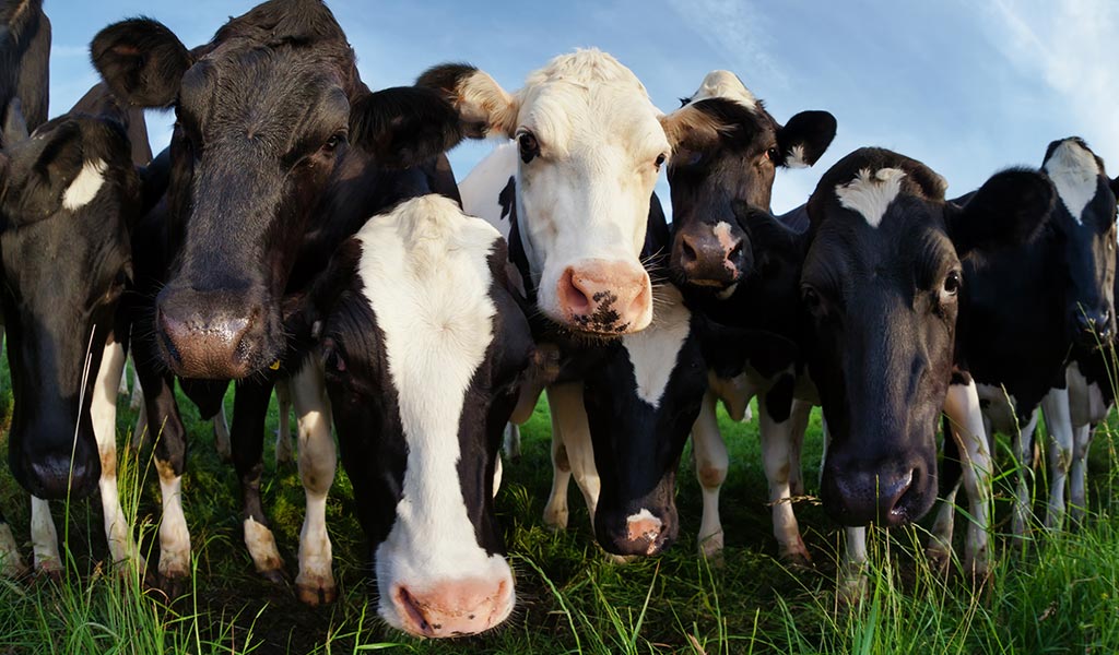 Cows On Pasture