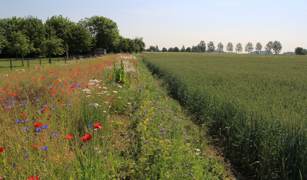 EFA greening blog