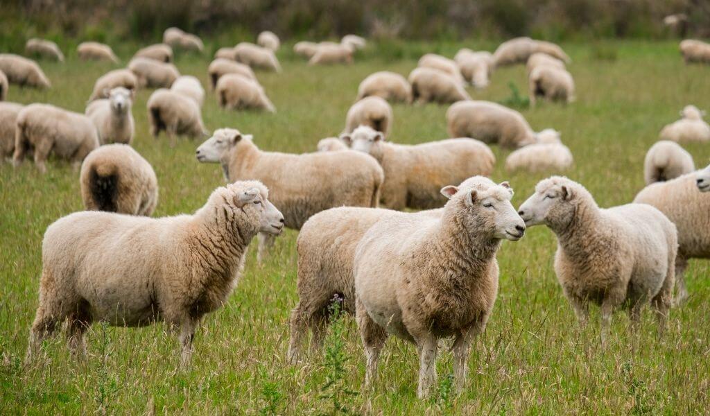 sheep-goat-annual-inventory